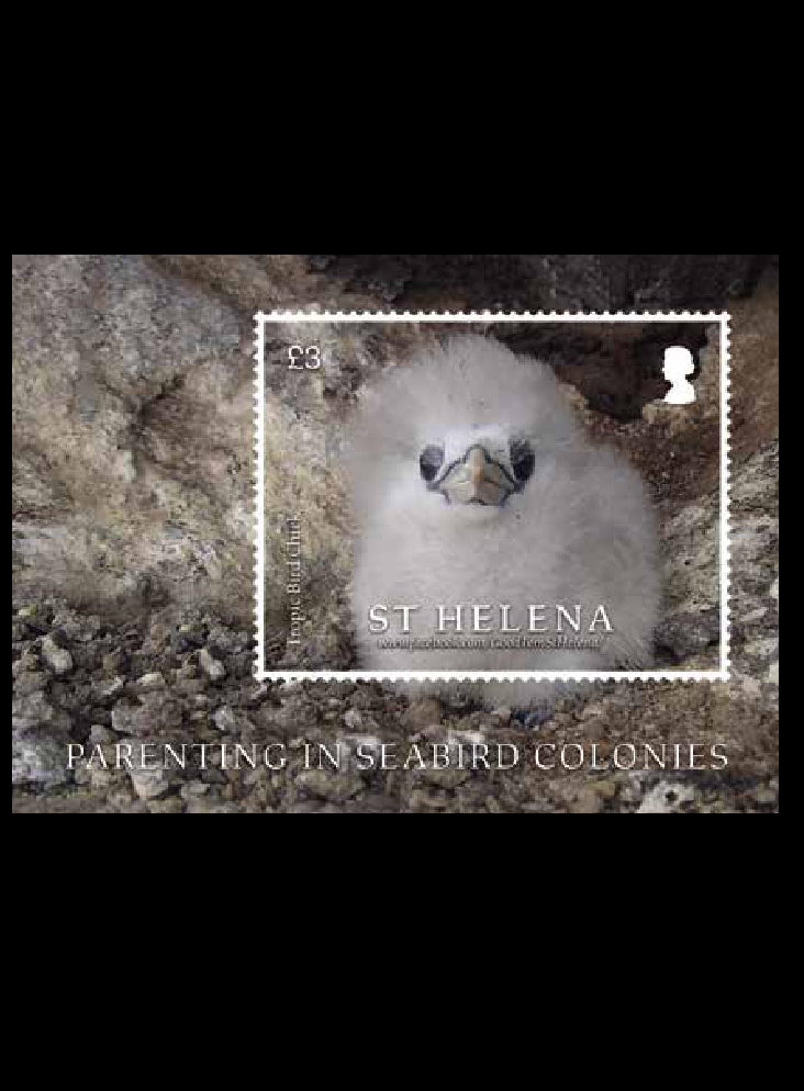 St.Helena Parenting in Seabird Colonies £3 1v M/S