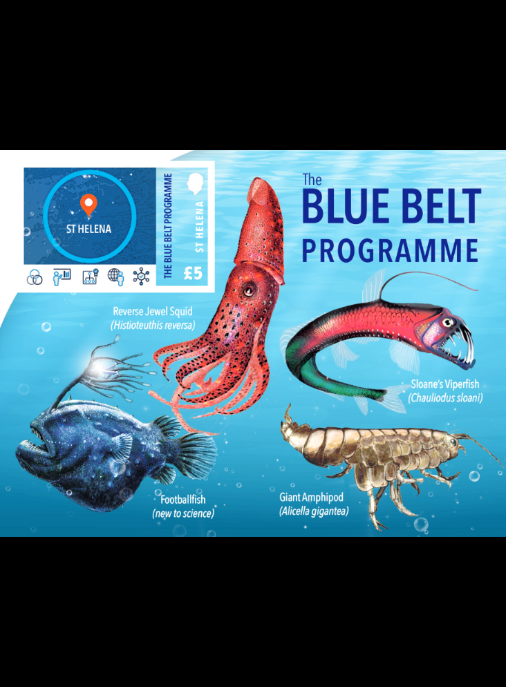 St. Helena Blue Belt Deep Sea Creatures–Xmas'24 £5 1v M/S